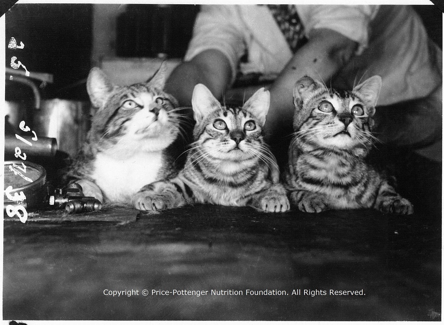 Pottenger's Cats: Early Epigenetics and Implications for Your Health |  Price-Pottenger