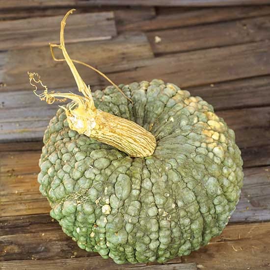 'Marina di Chioggia' is a popular pumpkin in Chioggia, an Italian fishing village on the southern tip of the Venetian Lagoon.