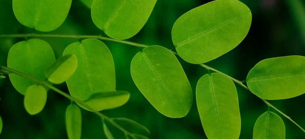 How To buy Safe and Effective Quality Moringa Supplements