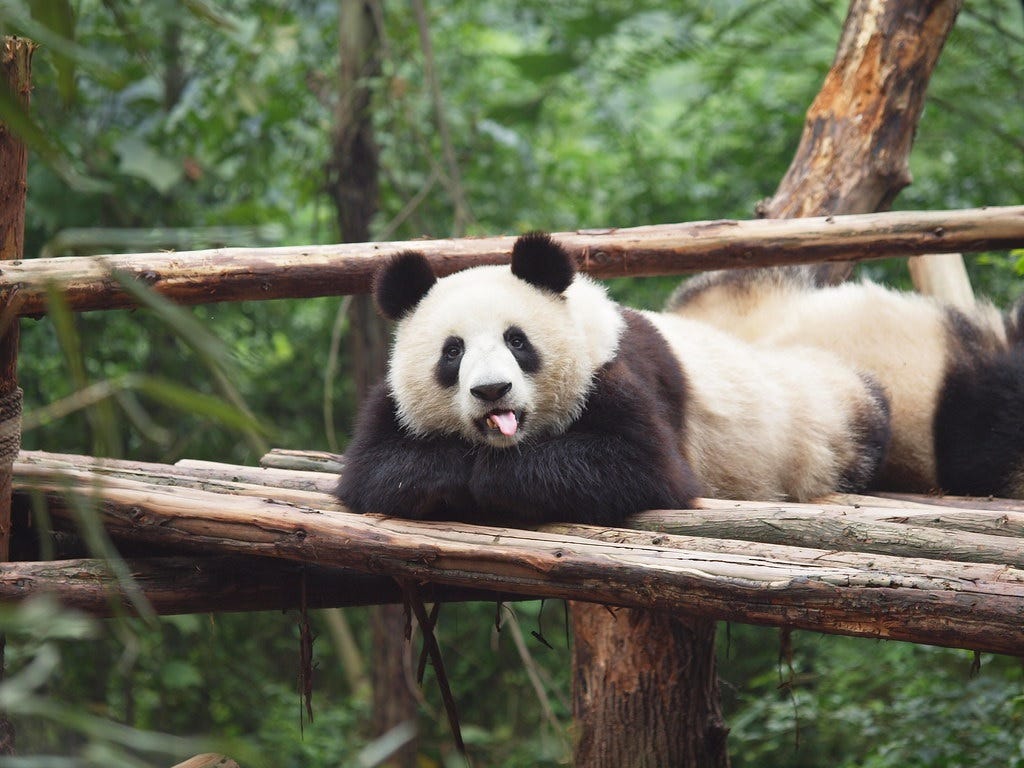 A giant panda lying on its stomach on a wooden platform in a zoo, looking relaxed and sticking its tongue out. A second panda can be see sleeping behind it. 