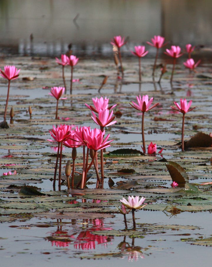 Dark pink waterlilies and three photos showing thatched houseboats with reflections
