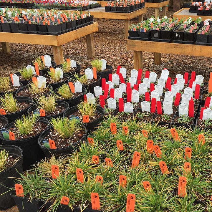 Diptych: Rows of small plastic plant tags at a nursery lined up in pots next to Oranges in a compost pile.