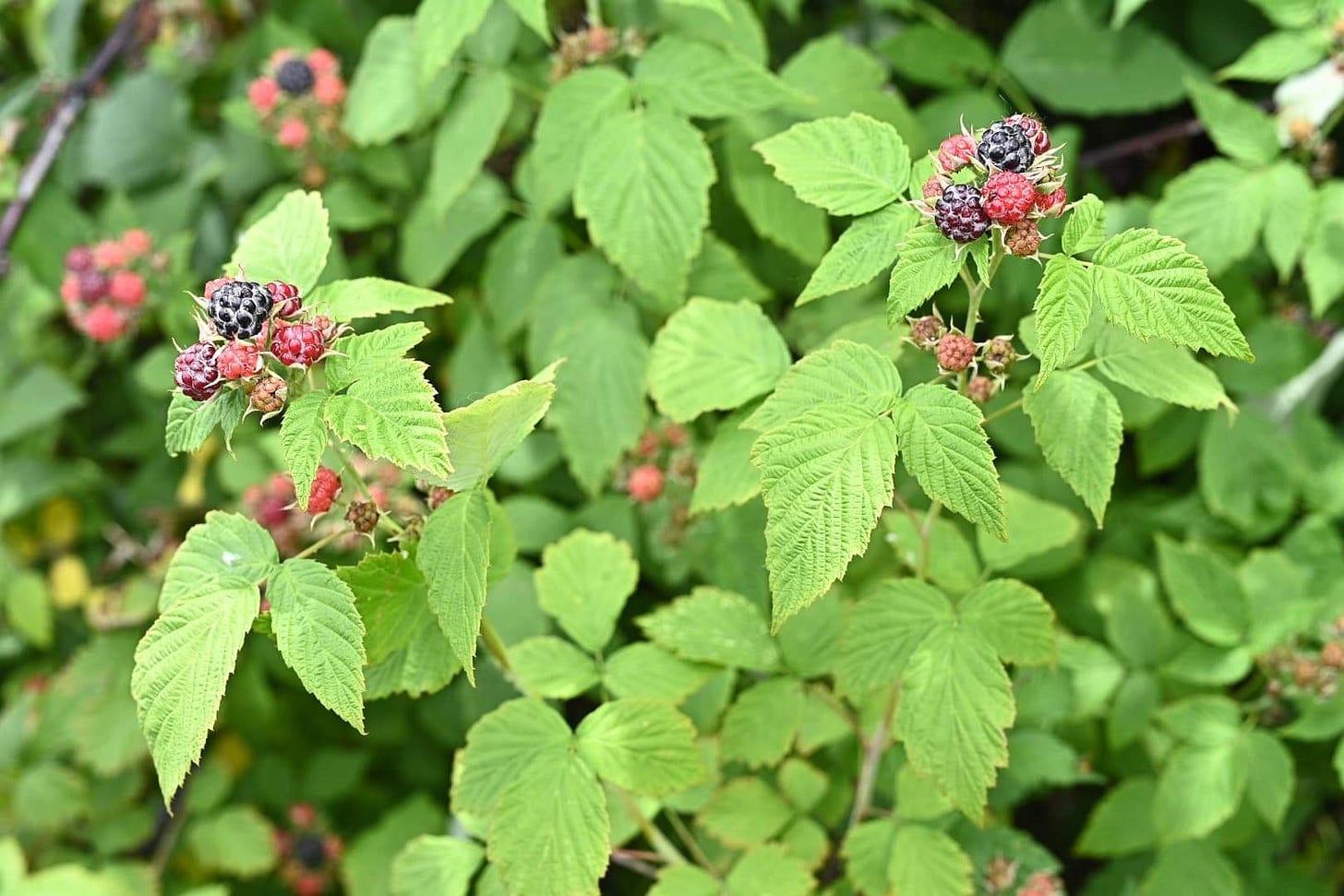 Wild rspberry patch with berries in different shades from light pink to deep red to ripe purple Wild rspberry patch with berries in different shades from light pink to deep red to ripe purple