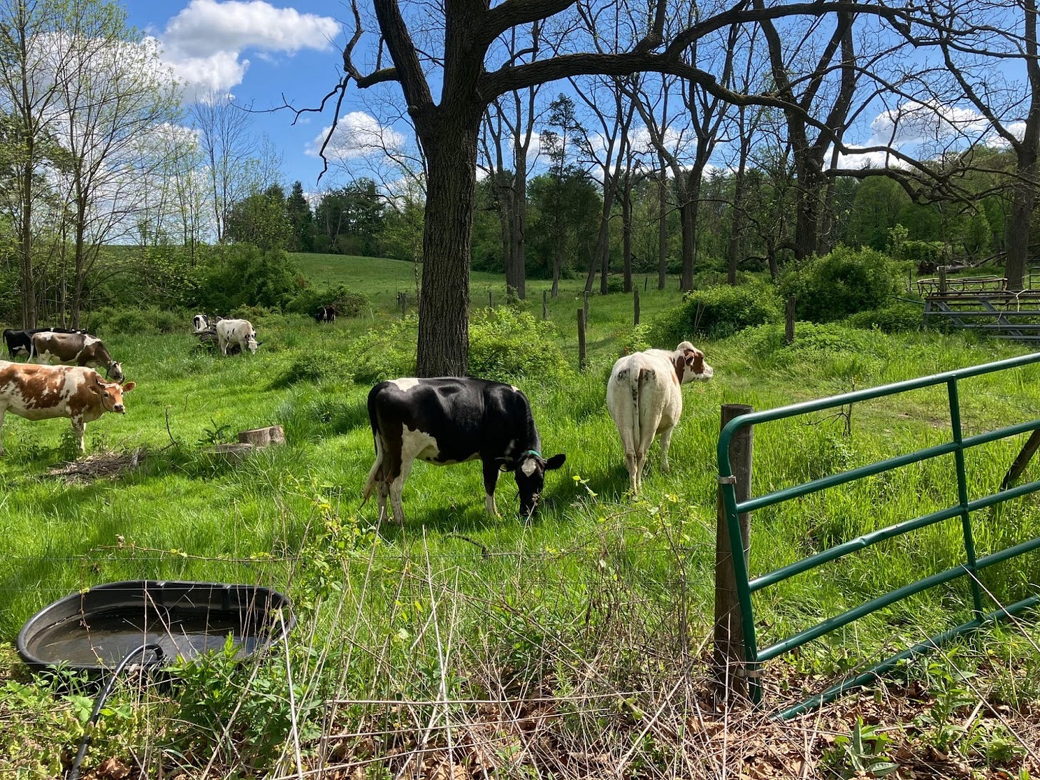 The view from my clothesline.