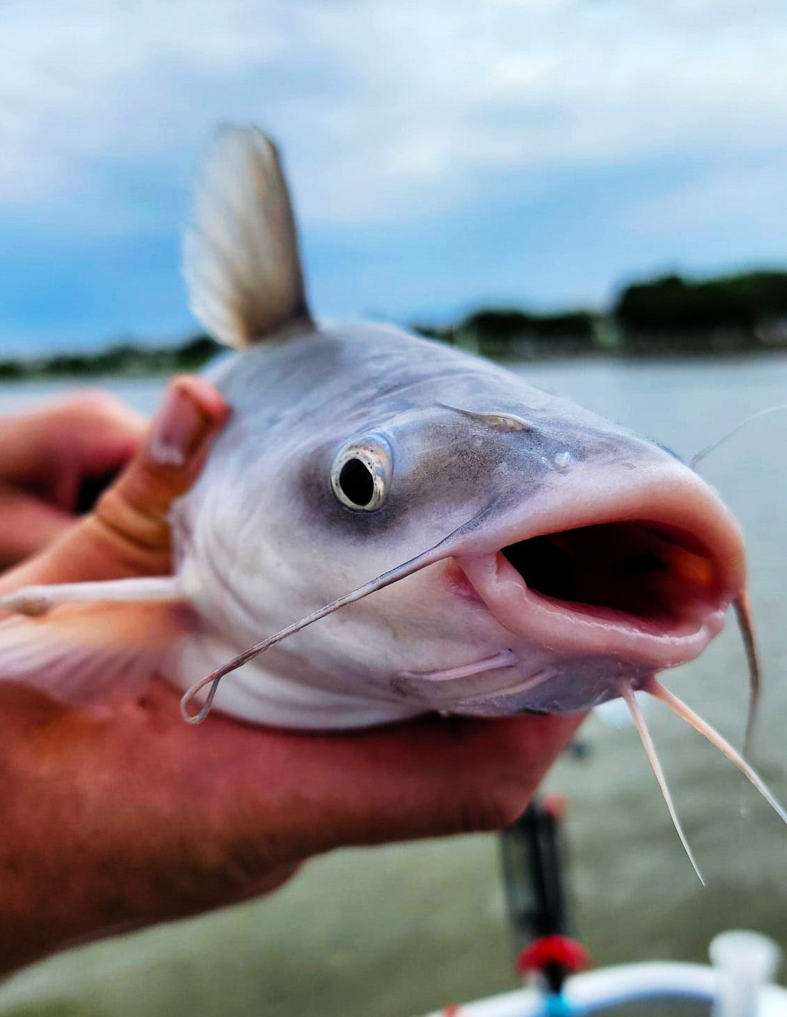 A blue catfish in hand. 