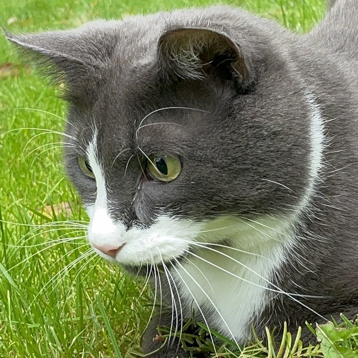 A gallery of four close up shots of Monty’s face from the other pictures in the post.