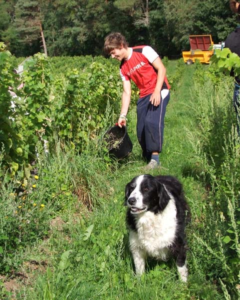 1CRB_harvest_sauvignon_dog