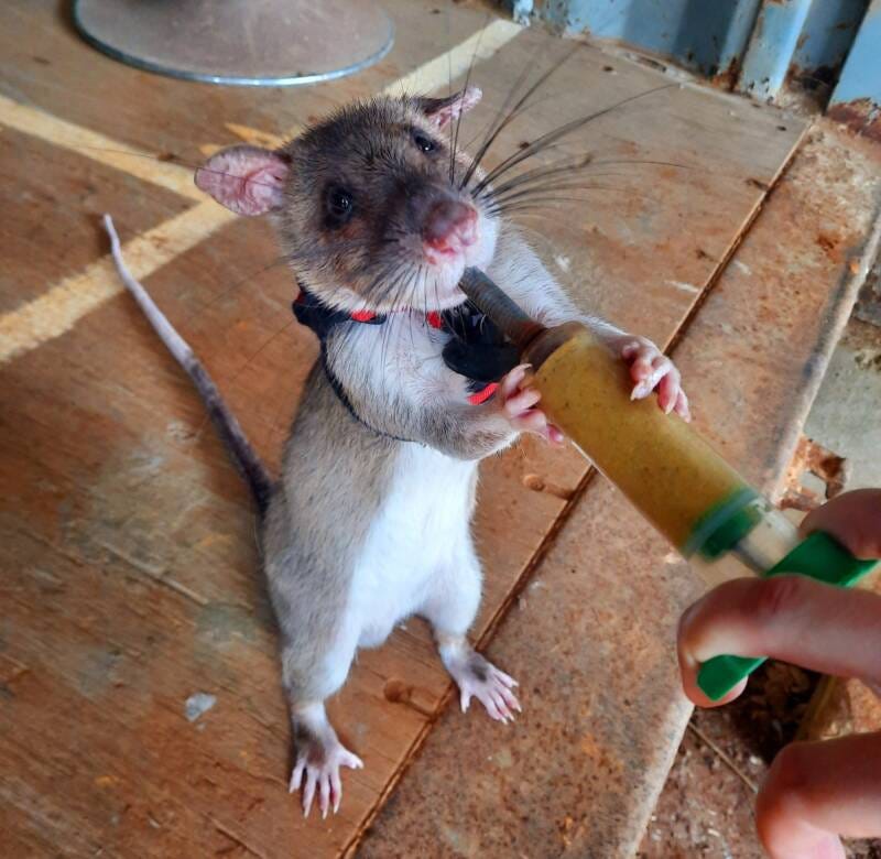 Rat With Backpack