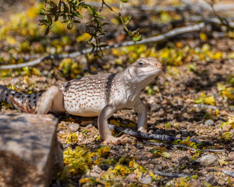20260327-Marana-89-Edit.jpg 20260327-Marana-89-Edit.jpg