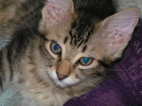 Chase_Kitten_Closeup Chase_Kitten_Closeup