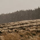 46. The Wild Enchantment Club | Power & dancing with winter storms