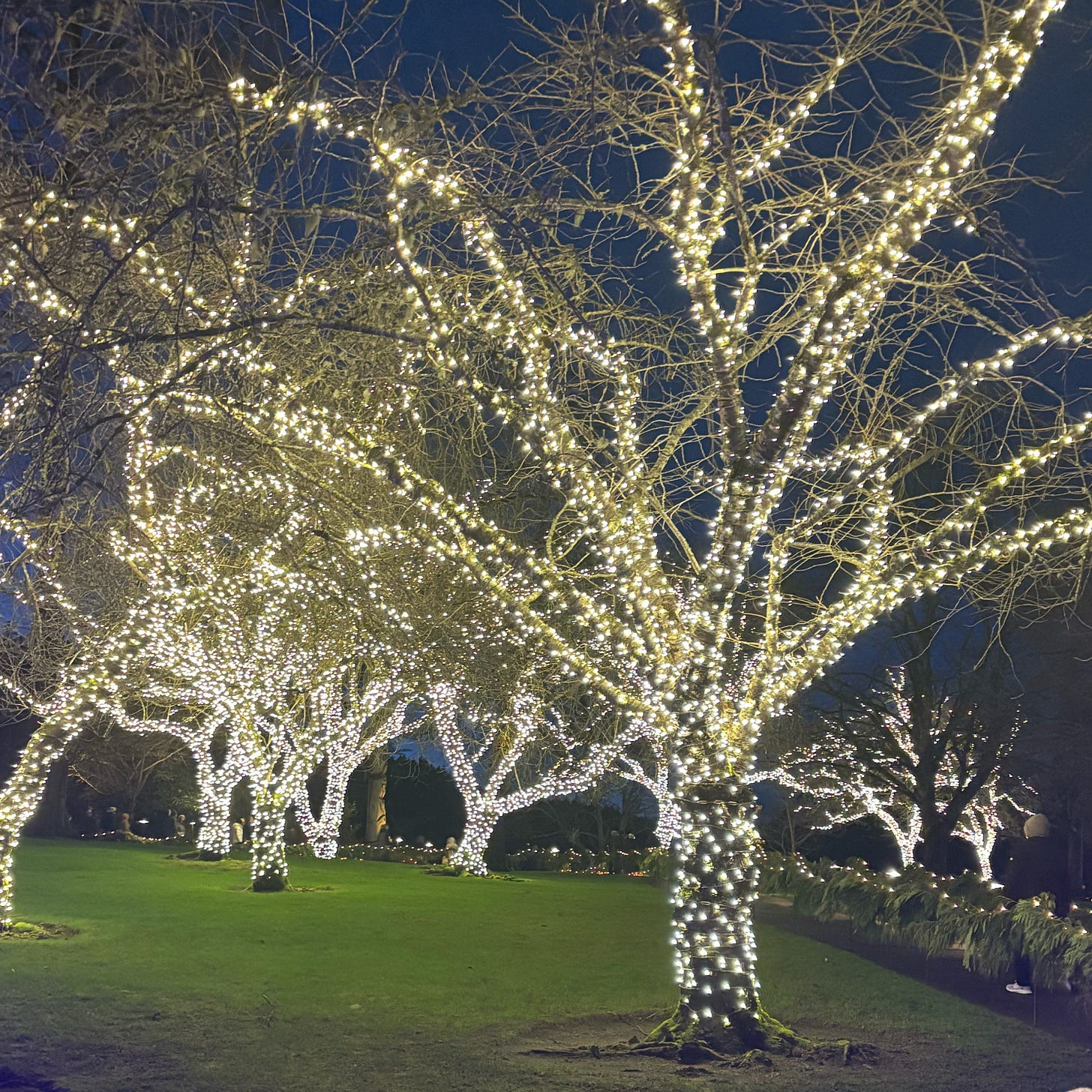 Several trees with white Christmas lights on them