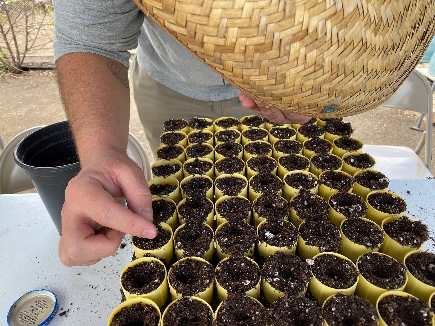 A man in a large straw hat is bent close over the table, carefully placing seeds in a dibble.