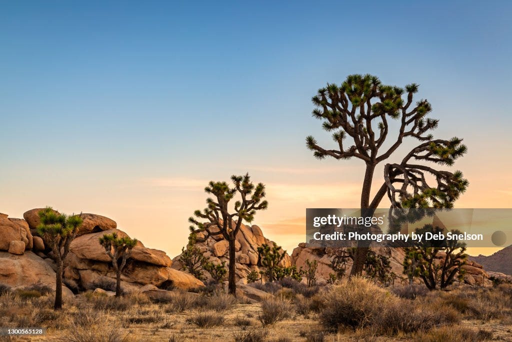 Joshua Tree National Park Pastel Sunrise