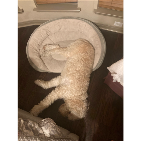 A dog lying on a dog bed
AI-generated content may be incorrect. A dog lying on a dog bed
AI-generated content may be incorrect.