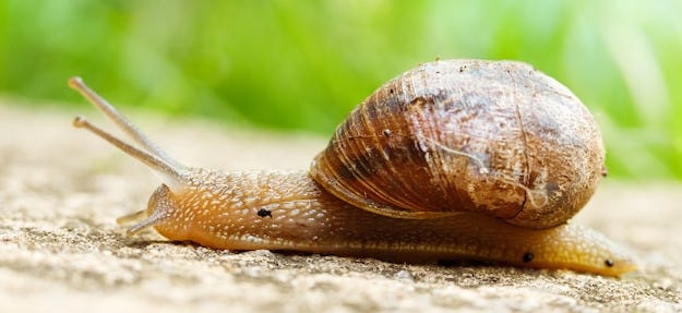 Free Photo closeup shot of a large slug crawling around on the ground