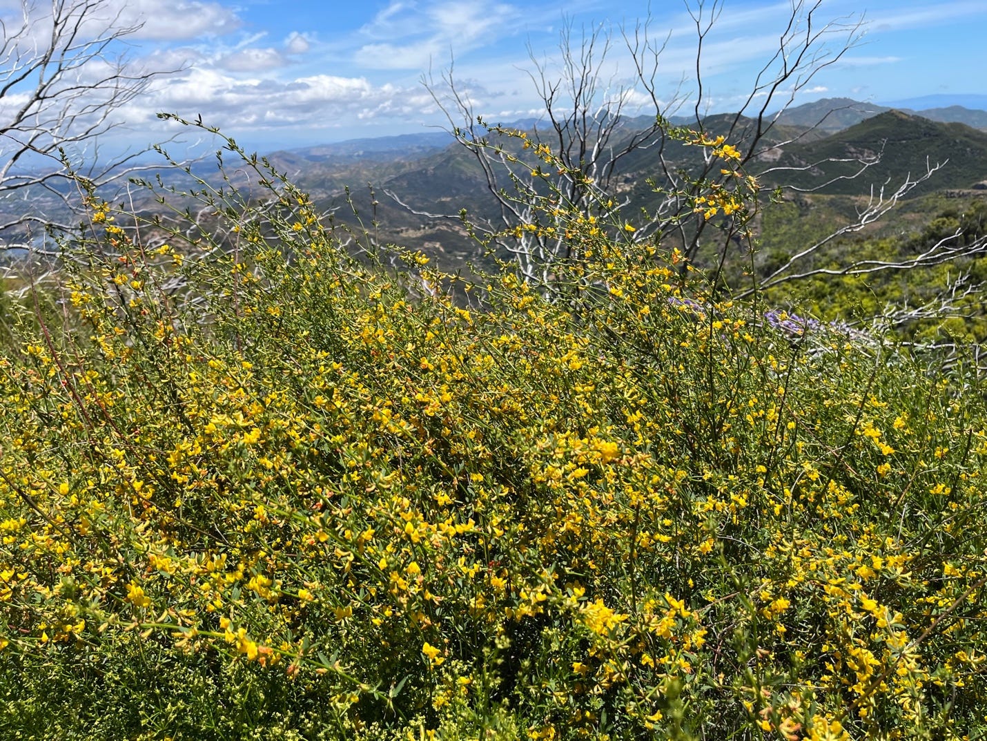 A picture containing outdoor, sky, forb, cloud

Description automatically generated