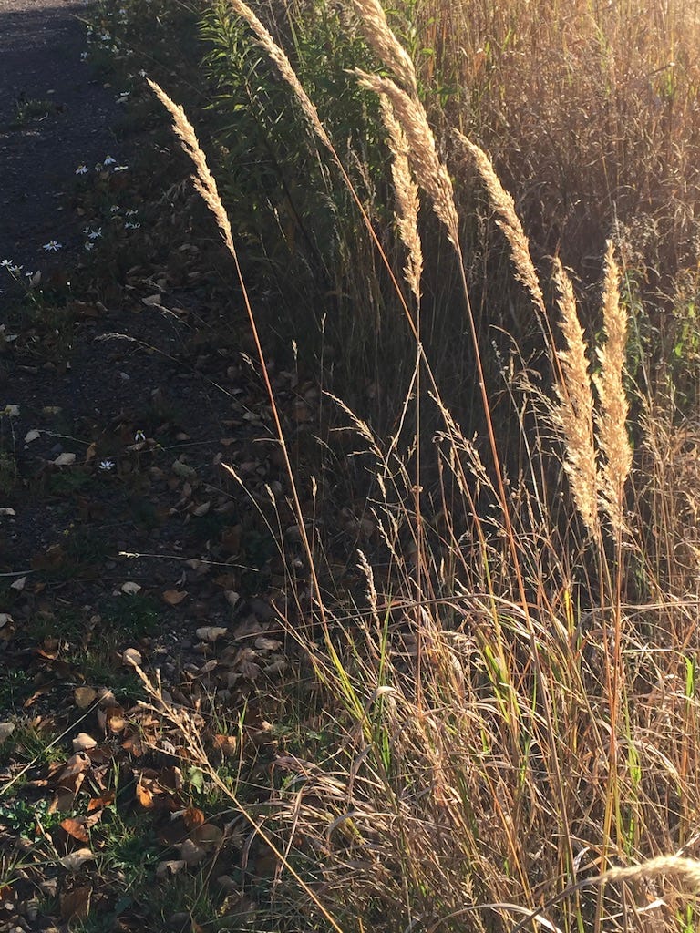 A close up of tall grass

Description automatically generated