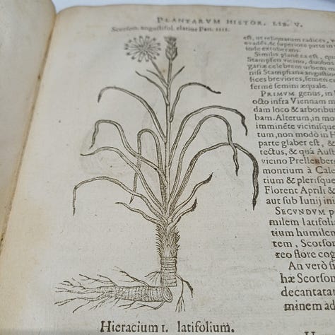 Images et blocs d'imprimeries du livre 'Rariorum Plantarum Historia'  de Carolus Clusius, imprimé par Plantin en 1601
