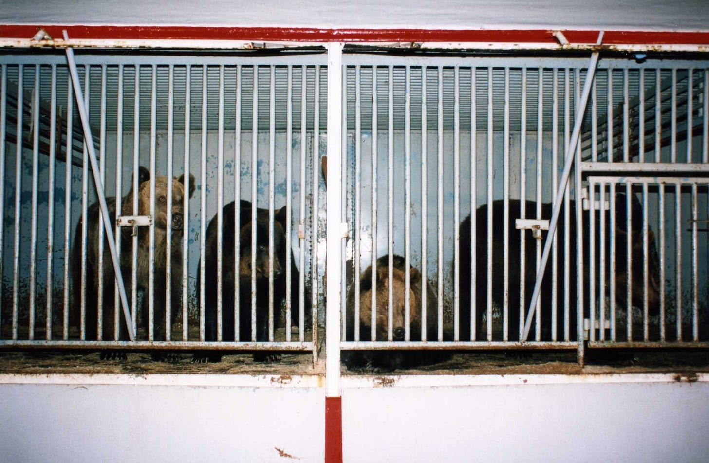 Circus bears in cages