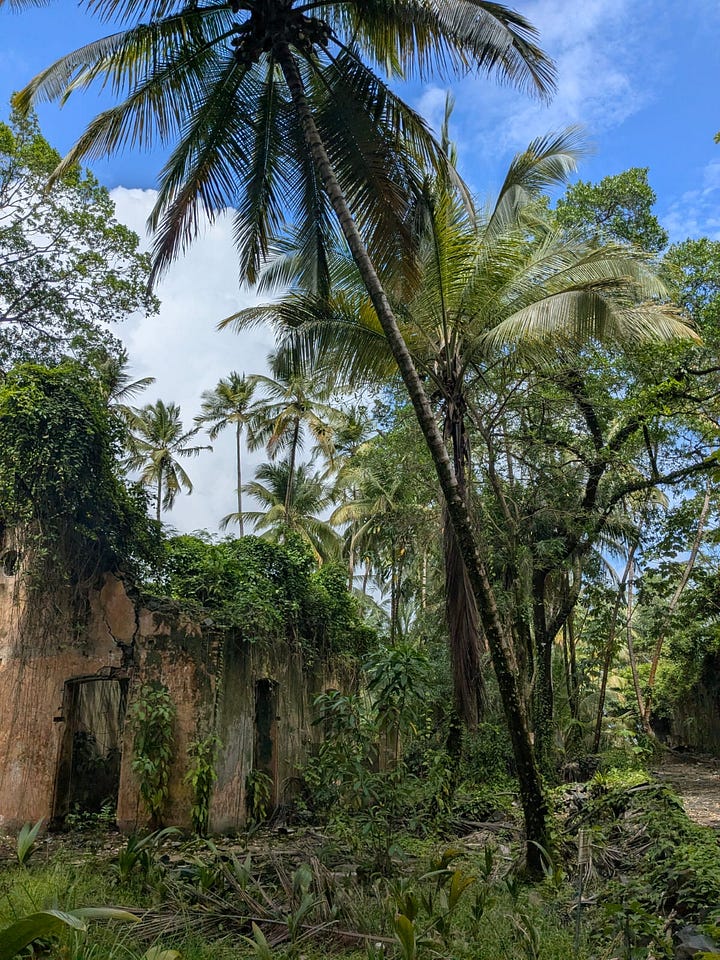 The monkey mafia are now the main residents of the Salvation Islands