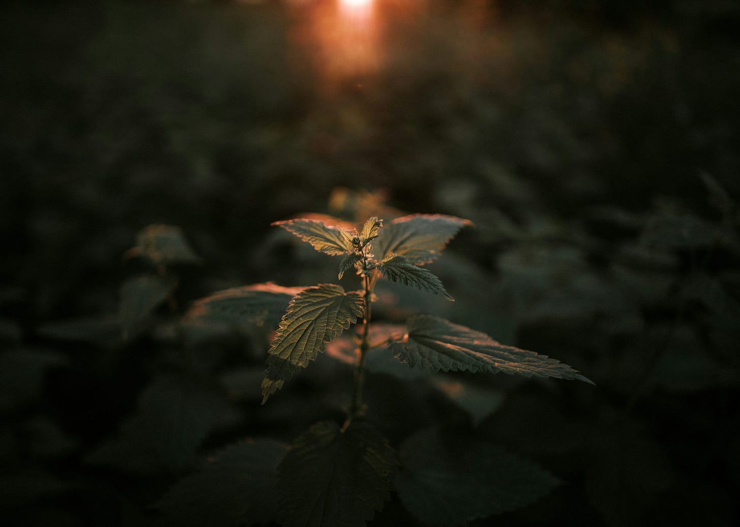 A plant in the middle of a dark forest