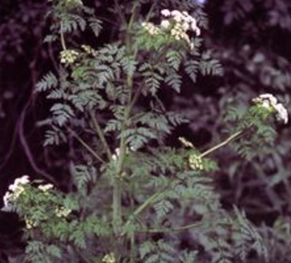 Ferny leaves, white umbels and blotchy stems of hemlock
