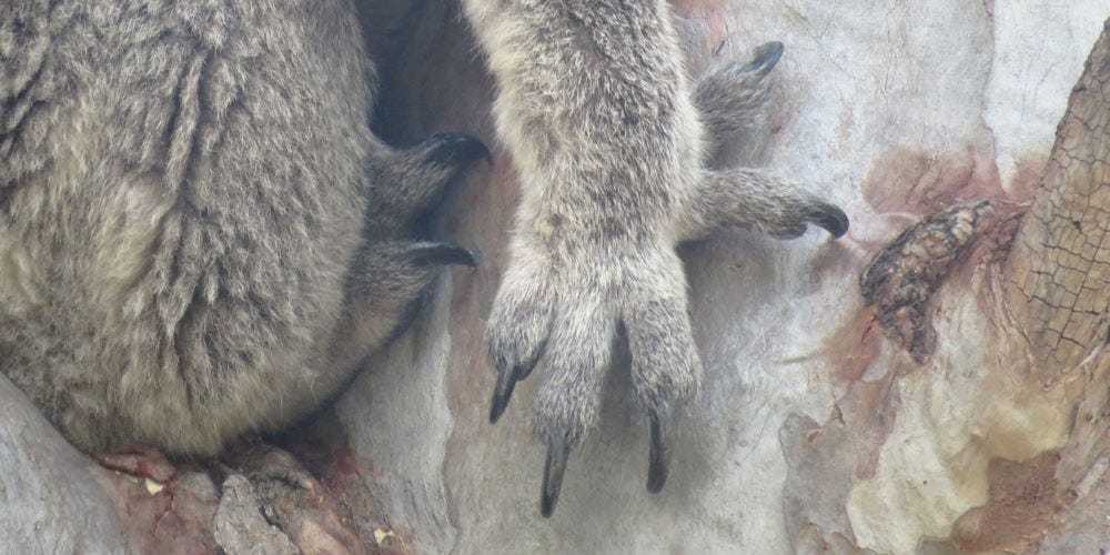 koala hand at rest koala hand at rest