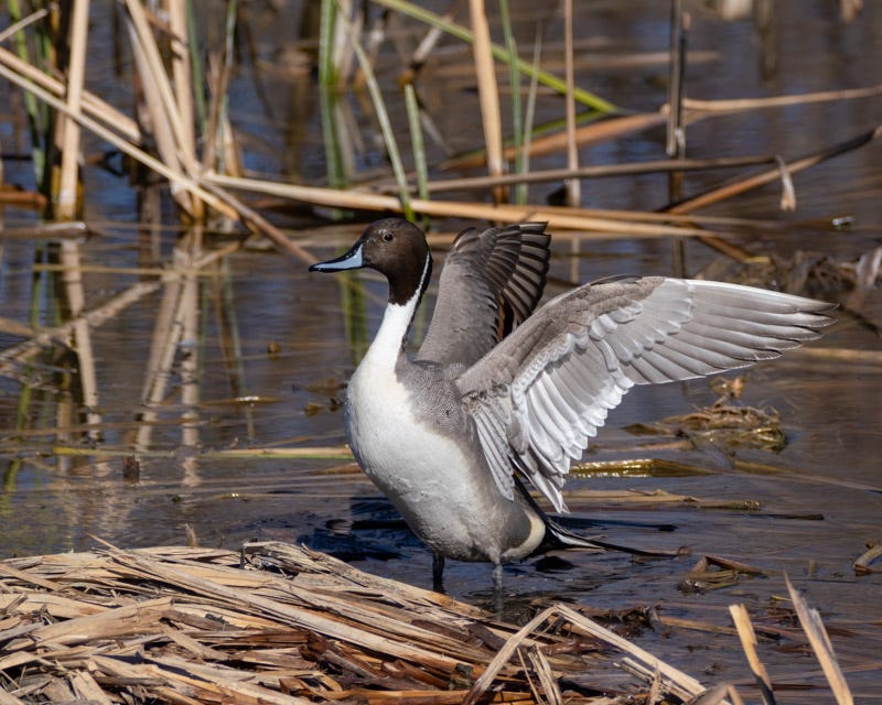 20250124-misc-247-Edit.jpg 20250124-misc-247-Edit.jpg