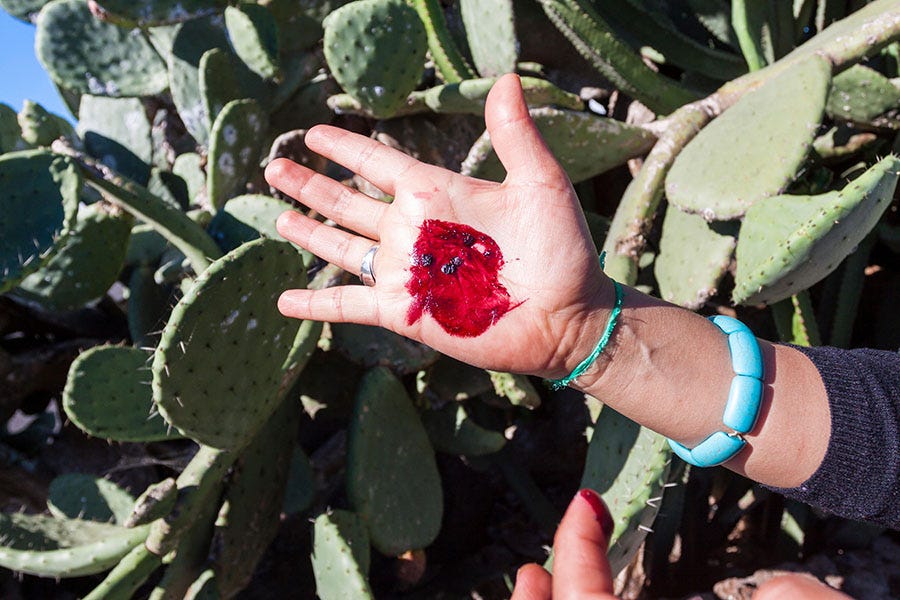 cochineal bud on hand, natural dyes 