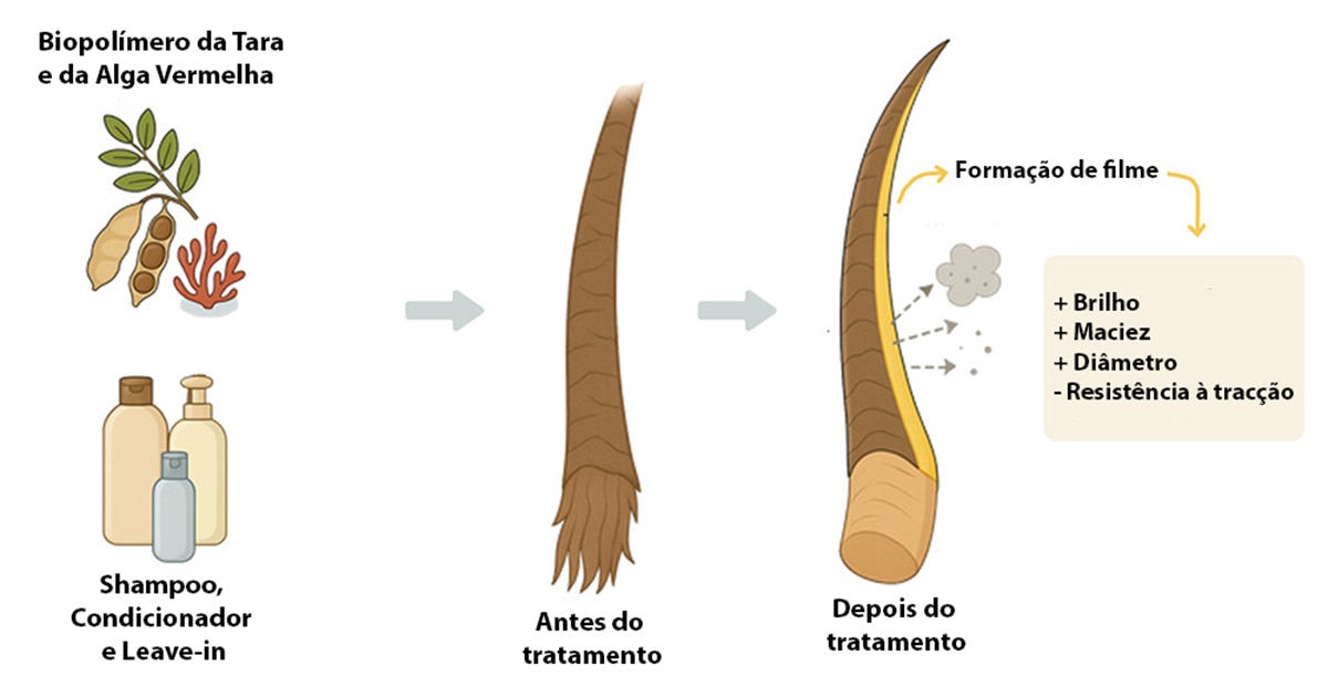 Uma ilustração mostrando os compostos utilizados na pesquisa para produção de Shampoo, Condicionador e Leave-in. No meio a transição de um fio de cabelo antes e depois do tratamento, indicando ao final a formação de filme, aumento do brilho, da maciez e do diâmetro, além de menor resistência à tracção. Uma ilustração mostrando os compostos utilizados na pesquisa para produção de Shampoo, Condicionador e Leave-in. No meio a transição de um fio de cabelo antes e depois do tratamento, indicando ao final a formação de filme, aumento do brilho, da maciez e do diâmetro, além de menor resistência à tracção.