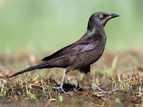 a female grackle, a mostly brown bird a female grackle, a mostly brown bird