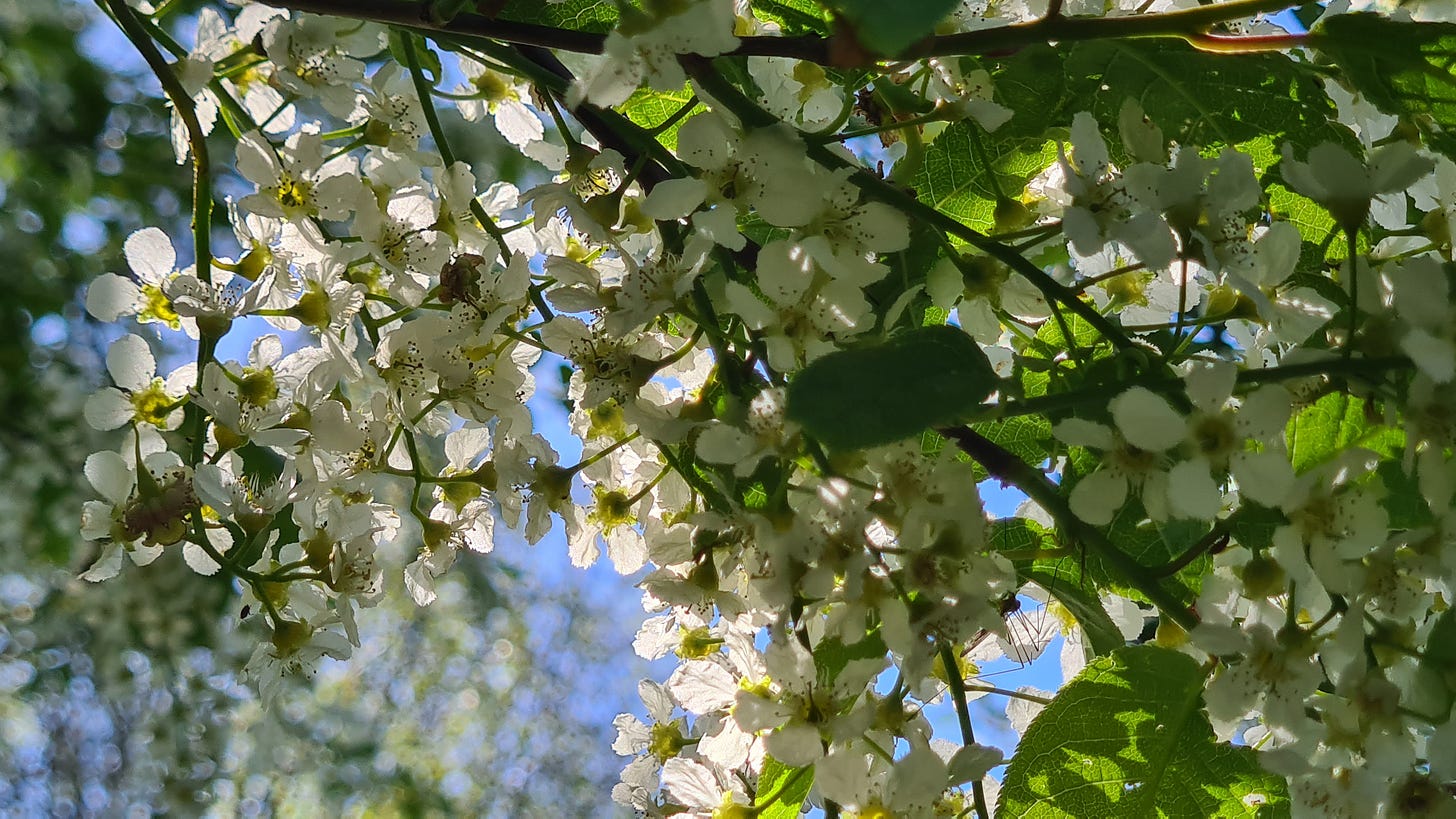 Bird Cherry Blossom by Polly Hearsey Bird Cherry Blossom by Polly Hearsey