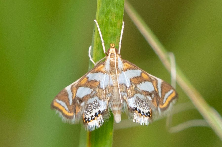 Dorsal view of a moth clutching a blade of grass. The moth's wings are patterned in orange, tan, and white blotchy shapes, with a row of black-bordered small, pale blue circles along the bottom edge of the hindwing. The moth's wings have a white fringed edge.
