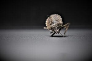 Asian bedbug