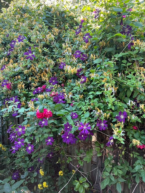 Early summer in my garden