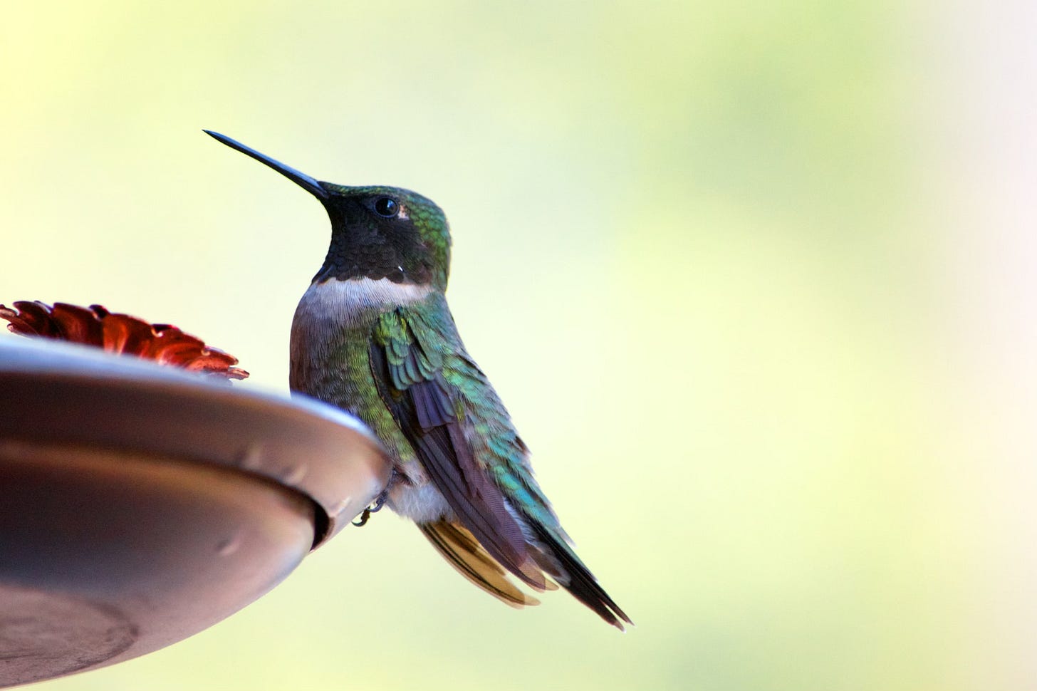 A male Ruby-throated Hummingbird perches on the edge of a bird feeder against a golden background.