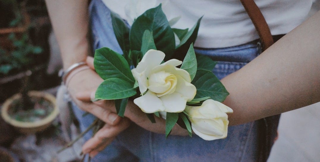 White gardenia flowers held behind a person's back. White gardenia flowers held behind a person's back.