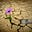 Dewald's avatar