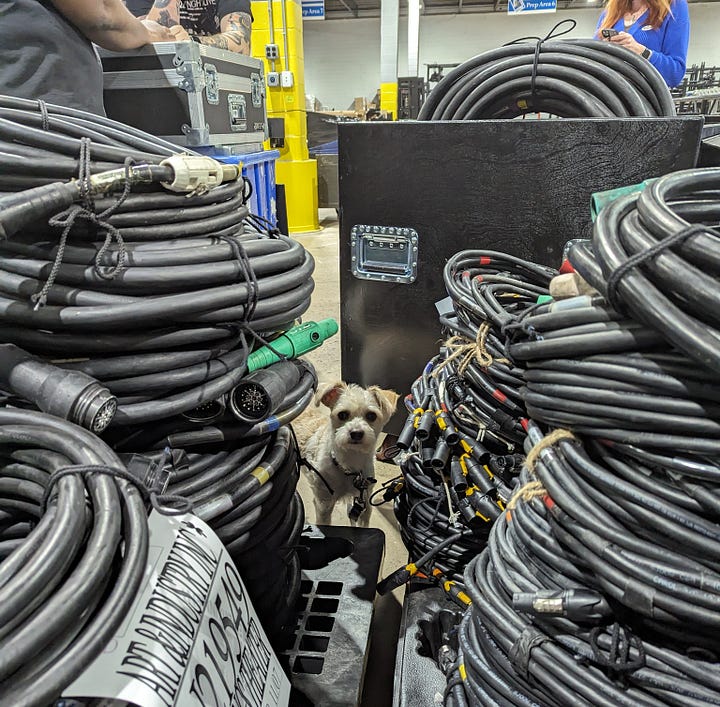 Small dog, Cooper, among lighting cables at the shop.