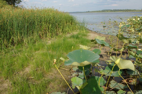 Emergent and floating leaf plants