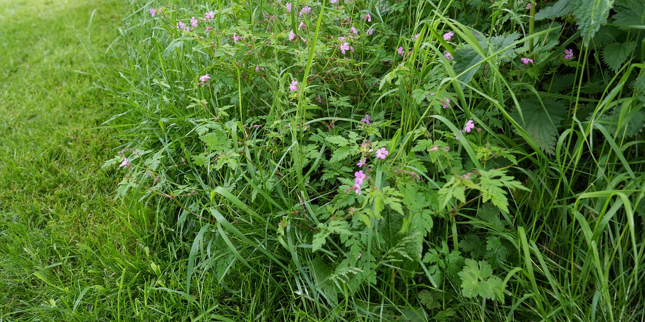 Three useful wild geraniums 