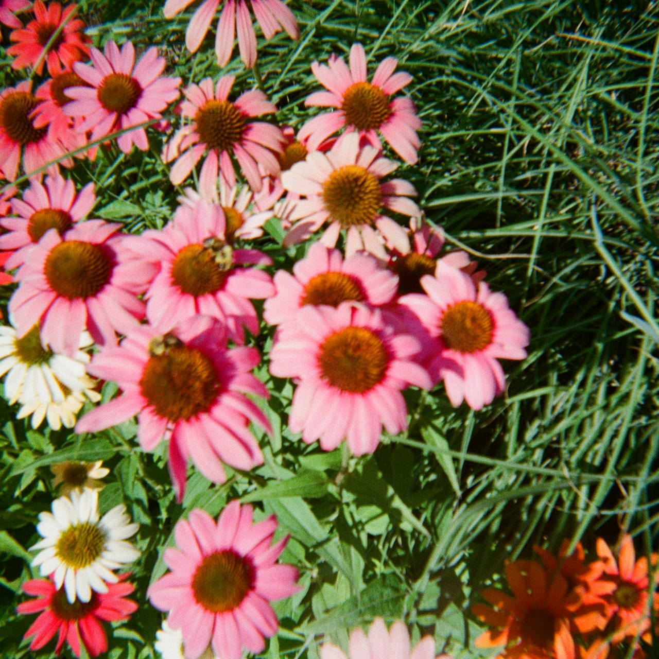 Extra Tender Dispatch