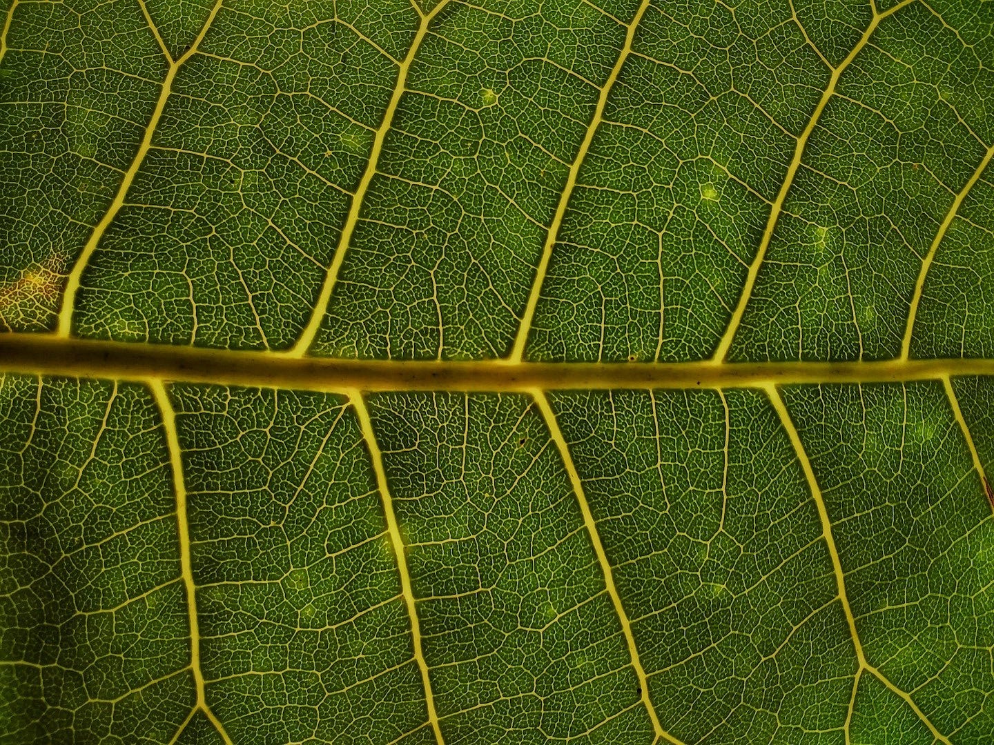 green leaf