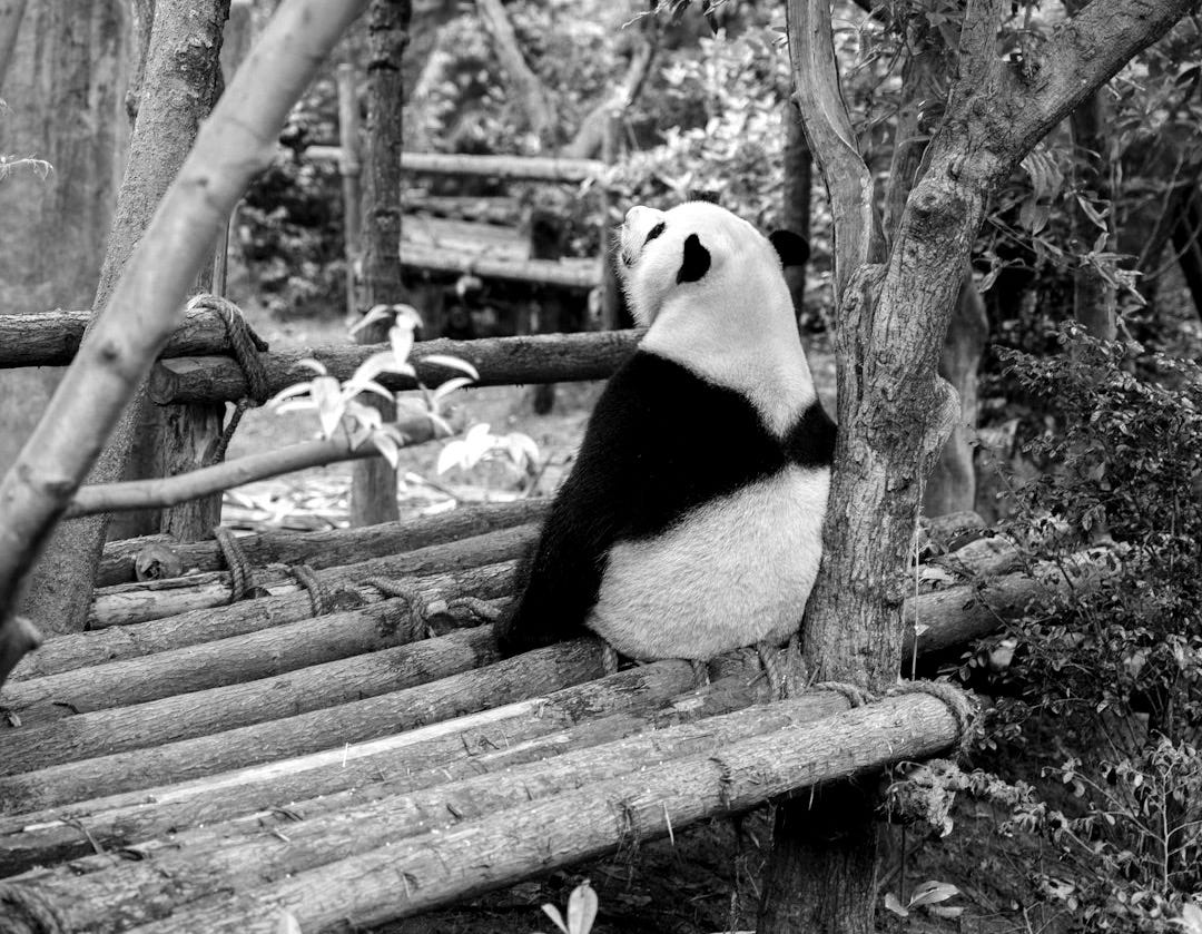Panda bear sitting on bamboo sticks surrounded with trees Panda bear sitting on bamboo sticks surrounded with trees
