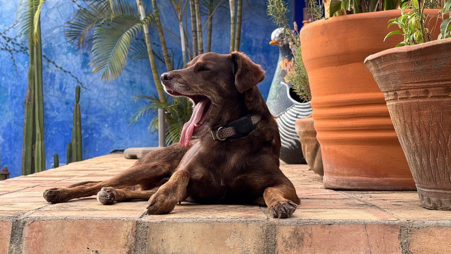 Our dog Loo yawning.