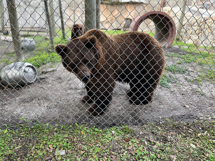 liger, tiger, lion, bear, peacock, wallaby, animals, pens