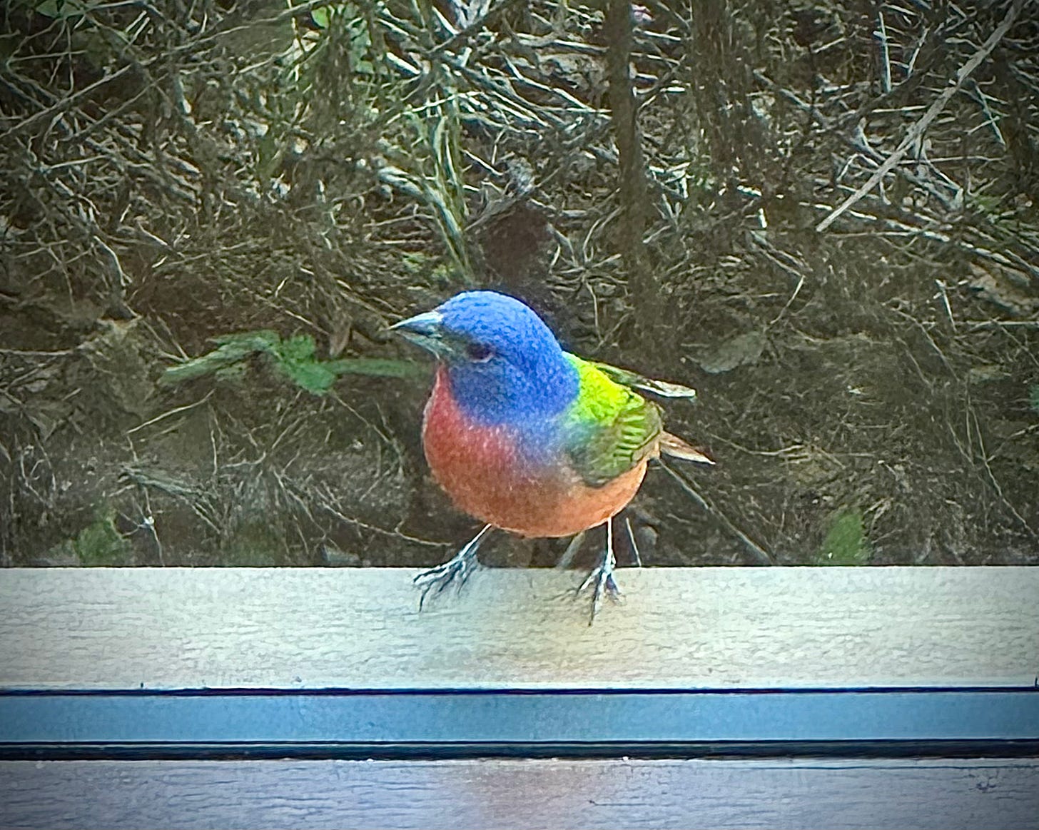 Painted bunting