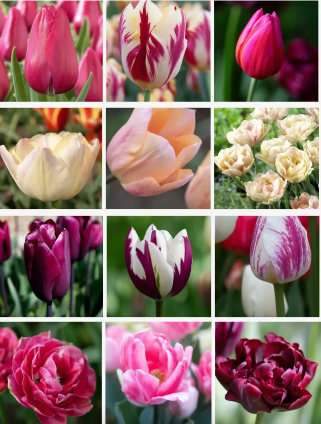 tulips in lots of different colours