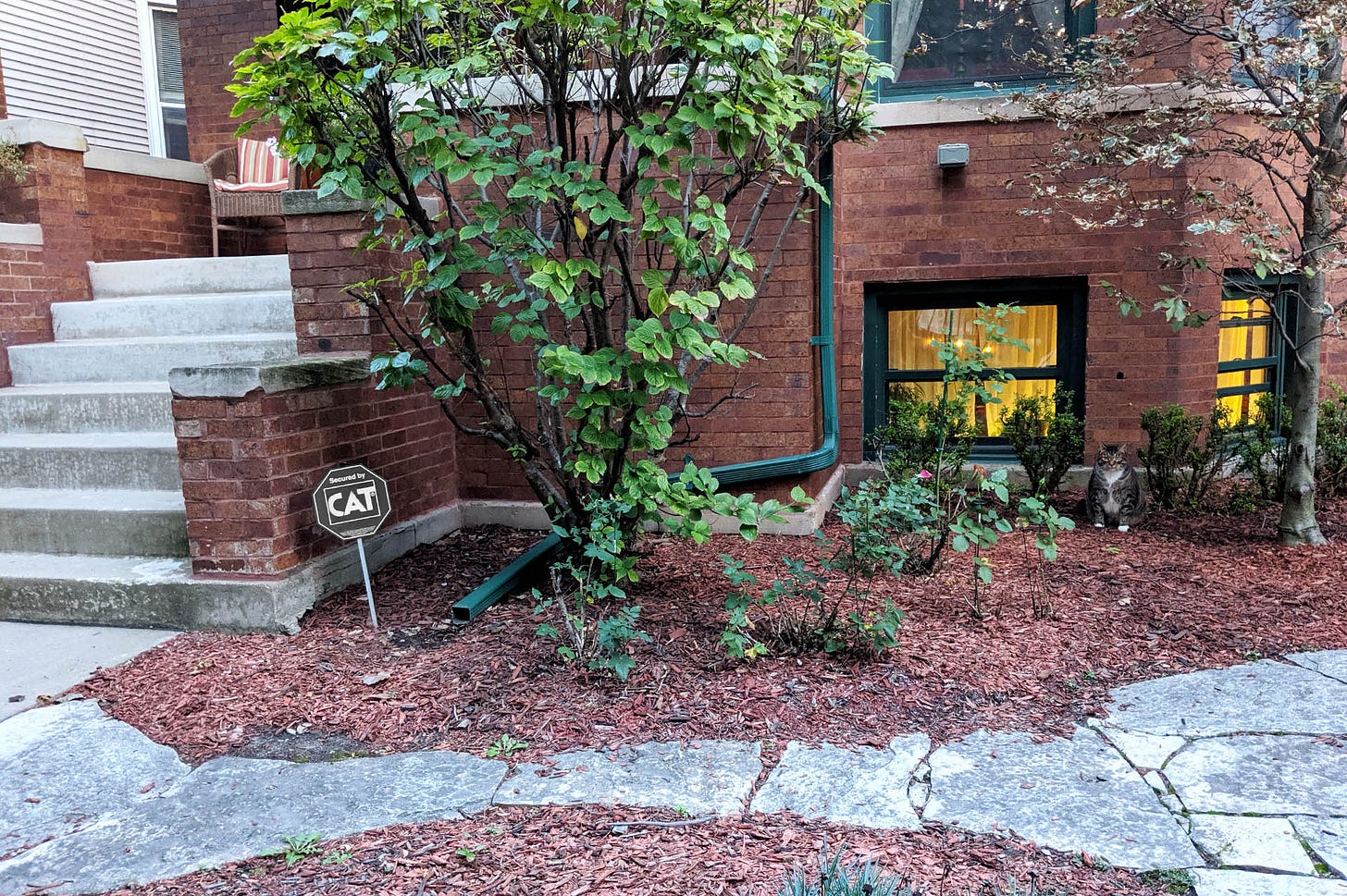 A large gray cat sit stealthily near cement stairs